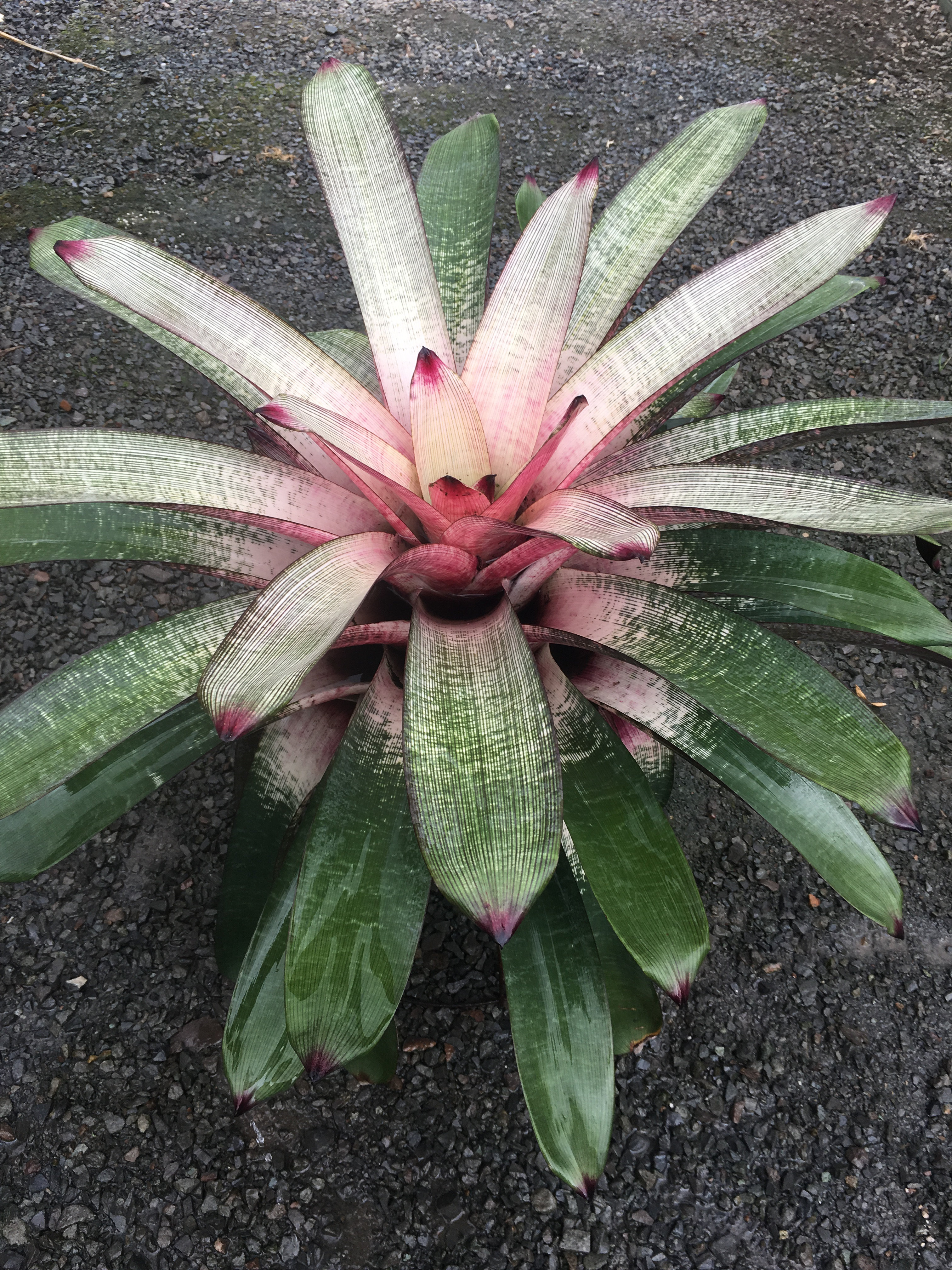 All Plants | Fantastic Gardens Hawaii